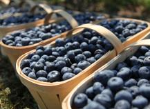 Cassis