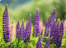 Lupin