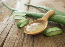 Aloe vera