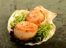 Coquille Saint-Jacques