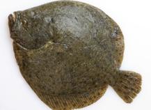Barbue