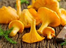 Chanterelle