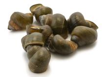 Bigorneau