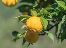 Yuzu