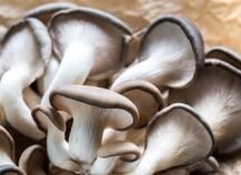 Pleurote