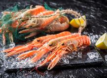 Langoustine