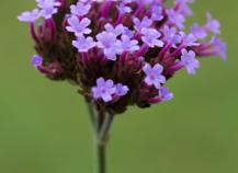 Verveine