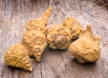 Maca