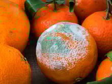 Peut-on manger une orange ou une clémentine avec du moisi ?