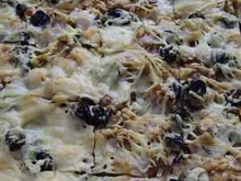 Pizza maison oignons et lardons