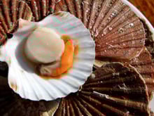 Coquille Saint-Jacques : ce poissonnier donne ses astuces pour le conserver avec un maximum de fraicheur jusqu'à Noël