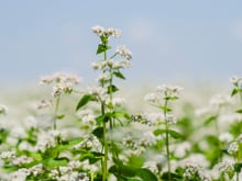 5 trucs que vous ne savez pas sur le blé noir