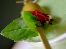 Amuse Bouche aux petits épinards