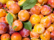 Comment bien choisir ses mirabelles pour profiter de ce fruit jaune sucré et juteux ?