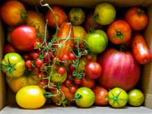 On profite des dernières tomates de saison avec ces idées