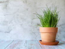 Votre ciboulette en pot commence à dépérir ? Cet expert en jardinage nous dévoile comment la sauver très facilement