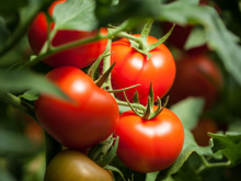 “C’est la pâte à modeler de la tomate” : Laurent Mariotte dévoile son test infaillible au marché pour bien les choisir