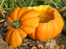 Soupe de courge pâtisson