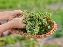 Considérée à tort comme une mauvaise herbe, cette plante sauvage rafraîchissante fait son grand retour dans nos salades d'été