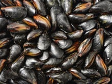 Rappel de moules contaminées par des salmonelles vendues en supermarchés