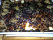 Gratin de pommes de terre économique