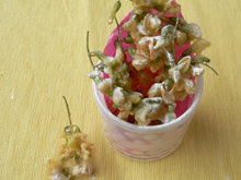 Tempura de fleurs d'acacia