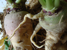 Duo de racines en purée