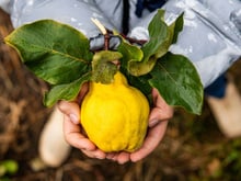 Que faire avec des coings ? 3 idées faciles et délicieuses pour les cuisiner
