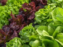 Avec des rayons vides : va-t-on vers une pénurie de salades pour cet été