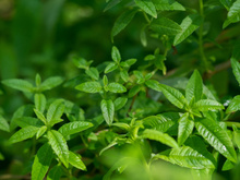 Comment bien sécher soi-même sa verveine et sa menthe du jardin pour des infusions maison ?
