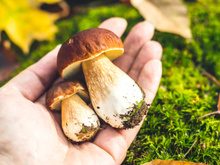 Ce jardinier livre ses petits secrets pour trouver plus facilement “les coins à cèpes” lors de vos cueillettes
