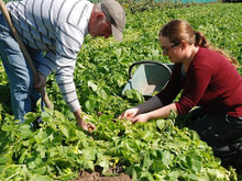 Jessica Tessier, Productrice de pommes de terre primeur à Noirmoutier