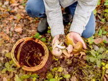 5 choses à savoir avant d'aller cueillir des champignons