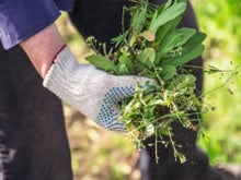 Vos mauvaises herbes pourraient vous rapporter gros !