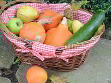 Avec la soupe au Companion, on a tout bon !