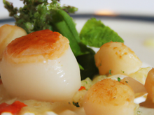 Saint-Jacques à la provençale