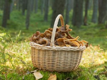 Champignons, les choisir, les nettoyer, les cuisiner
