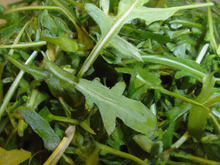 Roquette