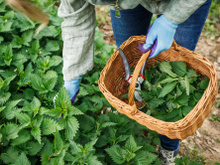 Cette mauvaise herbe que l'on trouve dans tous les jardins fait des merveilles en cuisine !