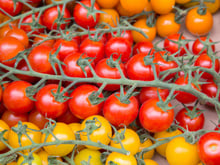 Salmonelle : des tomates cerises suspectées dans une épidémie internationale