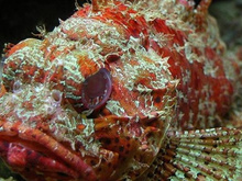 Top 10 des poissons pas très jolis