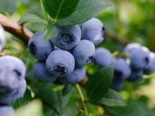 Oui, la myrtille est bonne pour la santé… mais pas n’importe laquelle