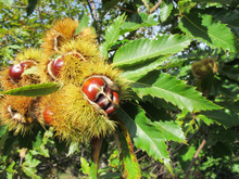 10 choses à savoir sur les châtaignes de l'Ardèche