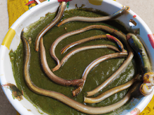 Anguilles vertes de peur