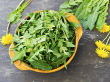 Salade de pissenlit