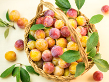 C’est de saison : comment bien congeler ses mirabelles pour en profiter toute l’année ?