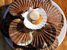 Pourquoi vous devriez acheter vos coquilles Saint-Jacques dès maintenant ?