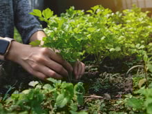 Attention, ces plantes aromatiques pourraient bien vous empoisonner cet été