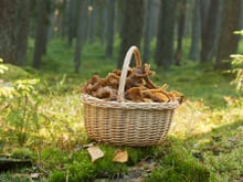 10 trucs (à manger ou pas) qu'on peut cueillir en forêt