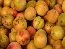 Couper la partie pourri d’un fruit ou d’un légume pour le consommer quand même : “Je vous invite à arrêter” avertit ce médecin
